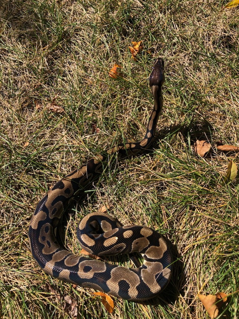 A ball python outside in grass