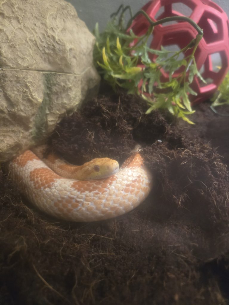 An orange corn snake in a snake enclosure.
