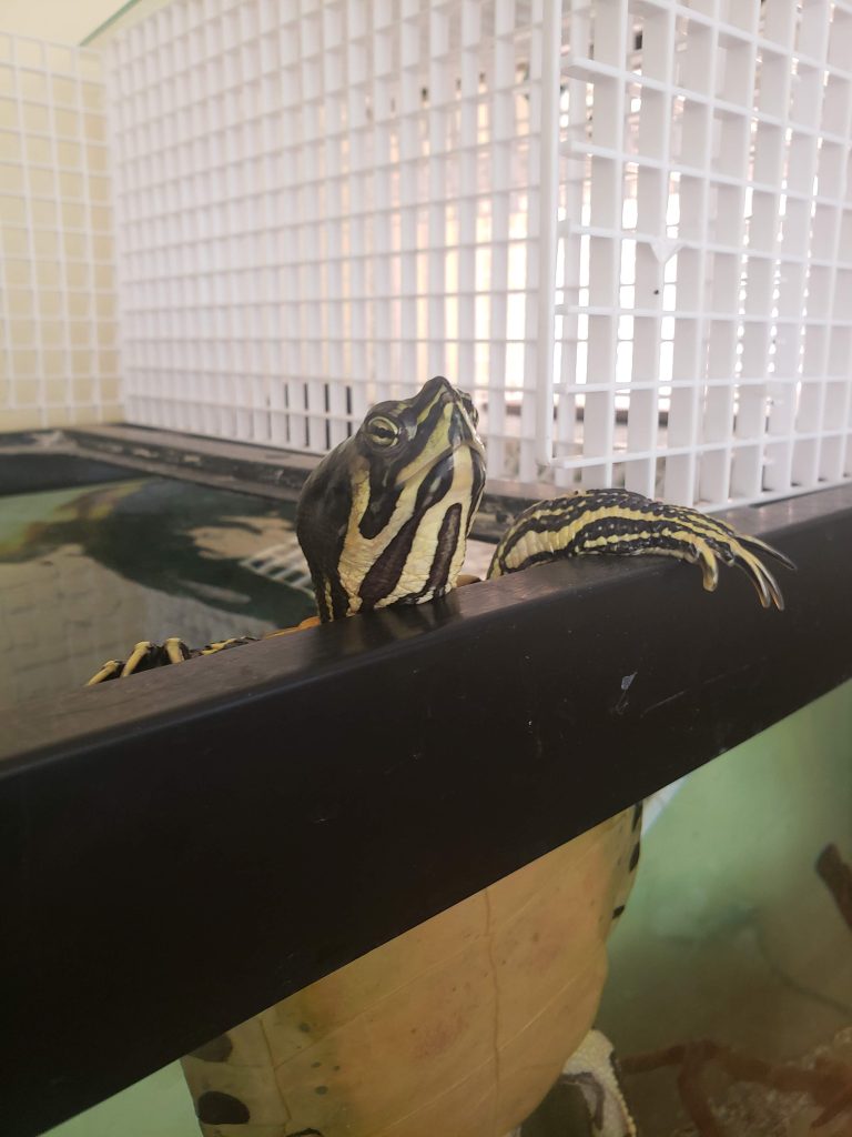 A turtle peaking his head out of his tank