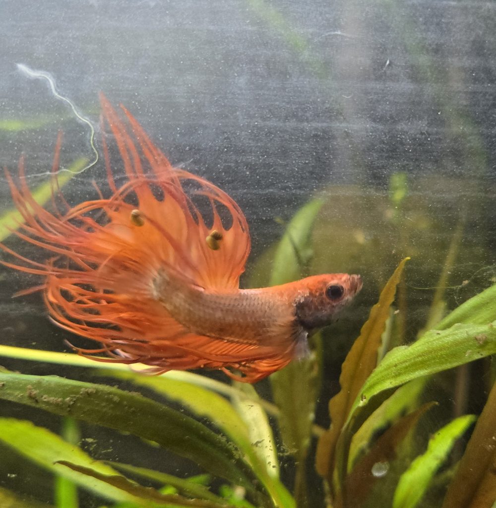 A betta fish in a fish tank with an aquarium plant behind it.