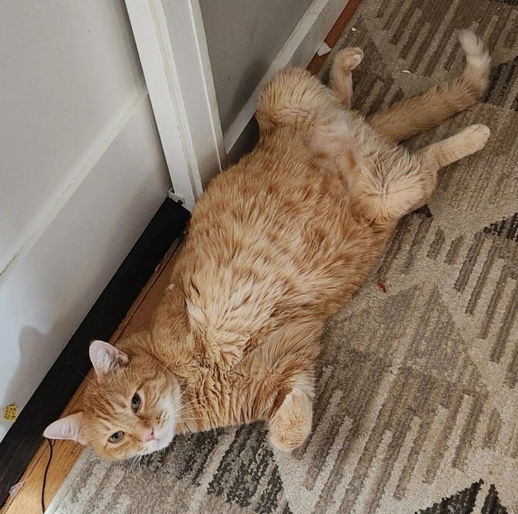 An orange cat with three legs lying on its back