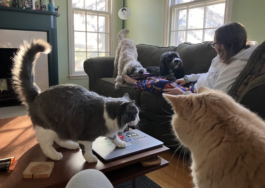 A scene in a living room with two dogs, two cats, and a person