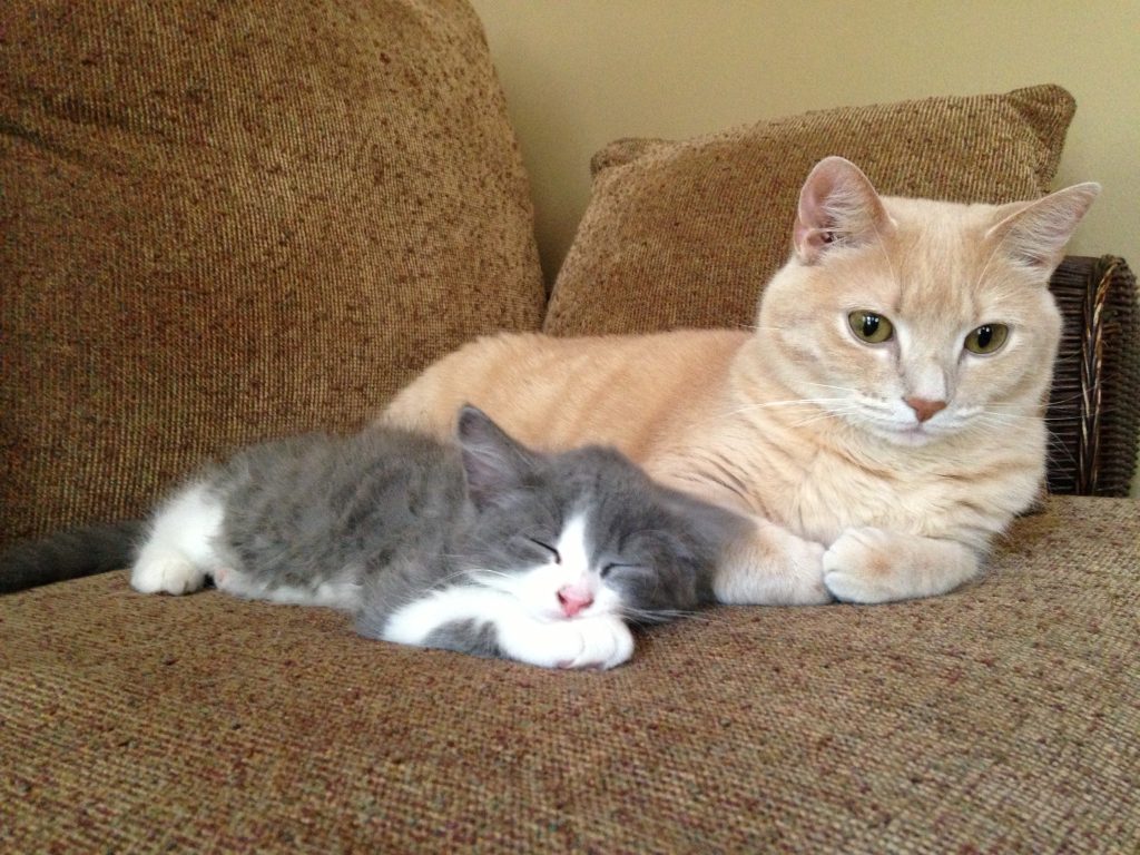 an orange cat with a small, gray kitten cuddled next to him