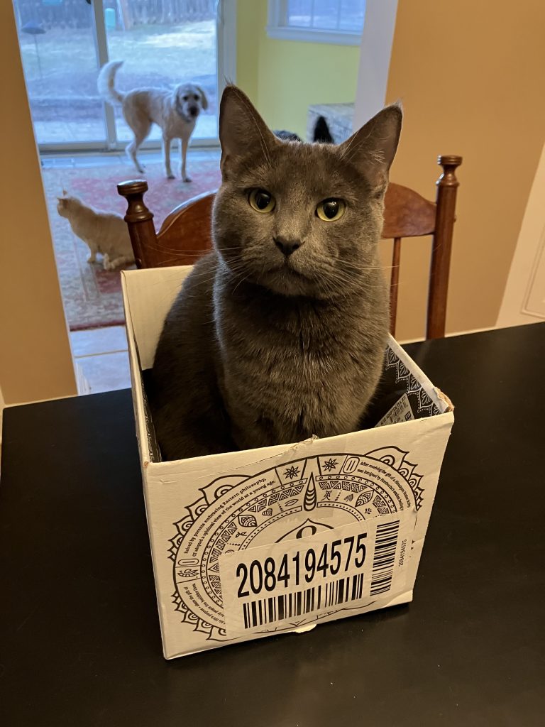 A gray cat in a box