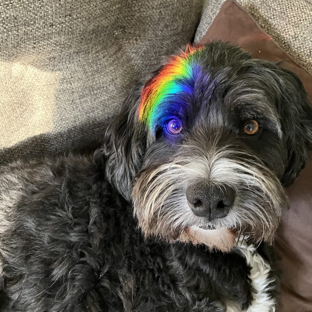 A gray poodle mix curled up on a couch