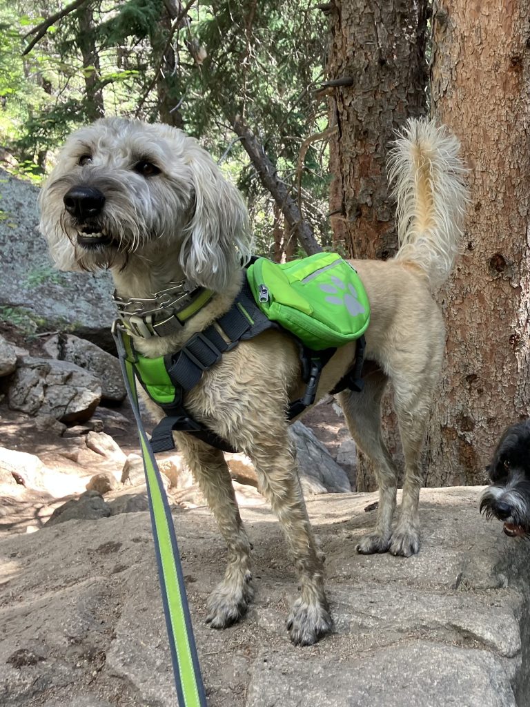 a goldendoodle with a leash and harness standing on a rock
