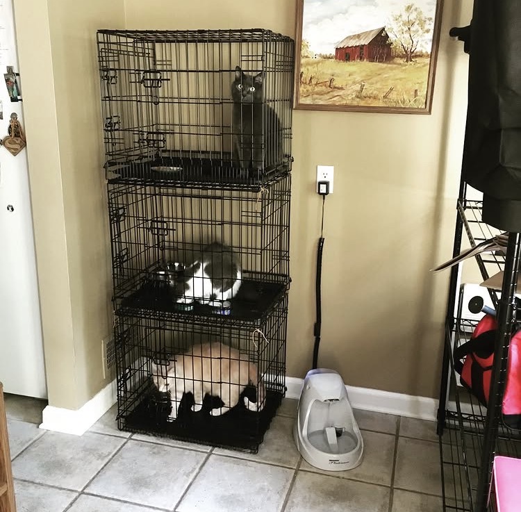three cats in separate crates stacked on top of each other