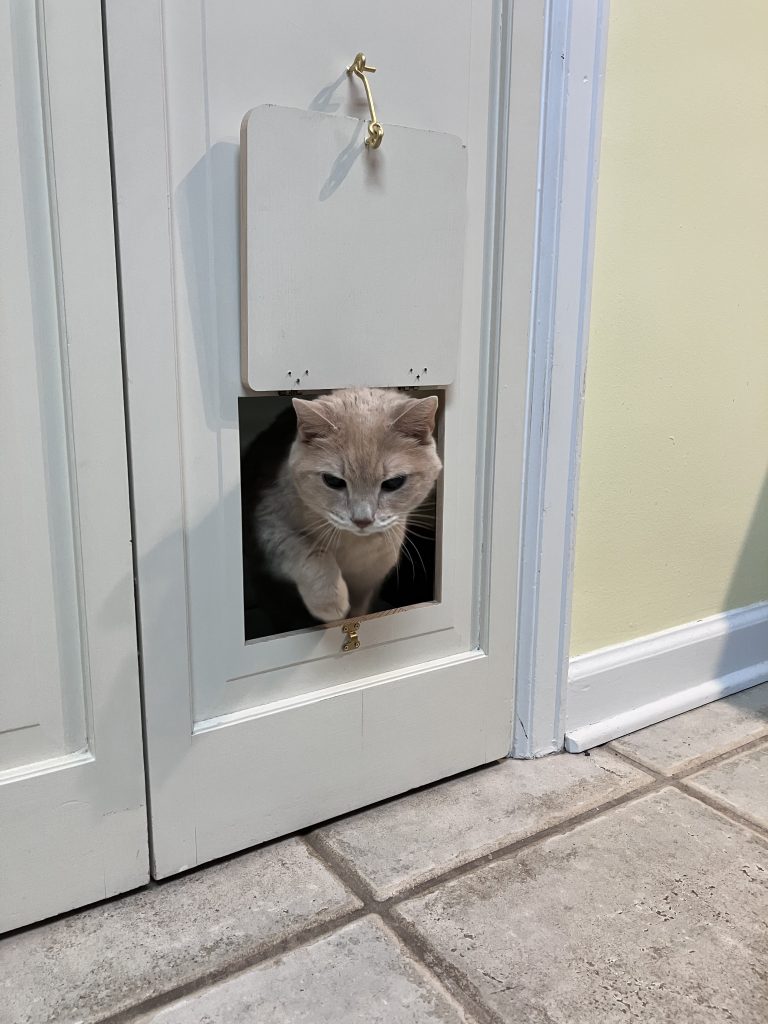 an orange cat going into a cat door