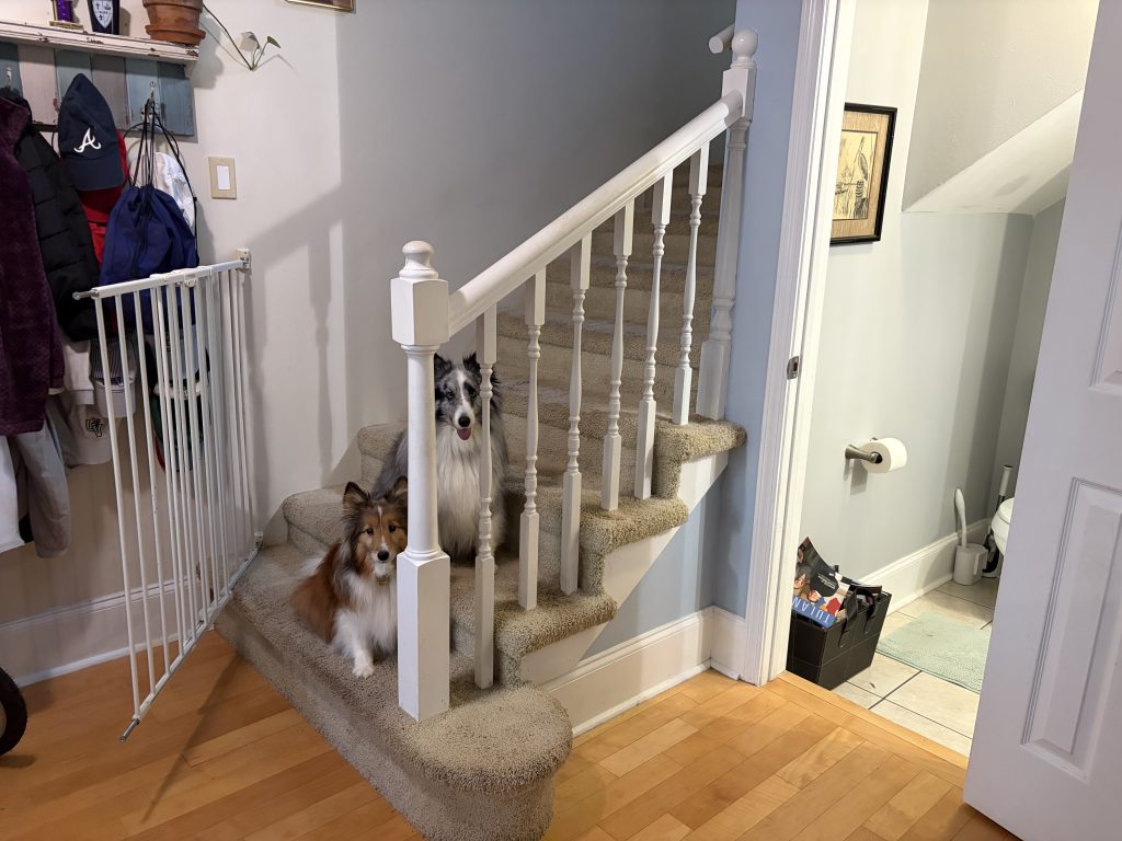 two dogs standing on a staircase