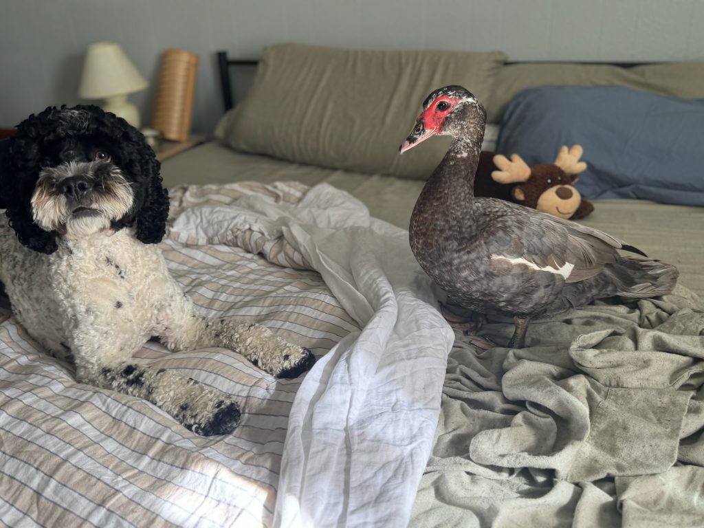 A dog and duck on a bed.
