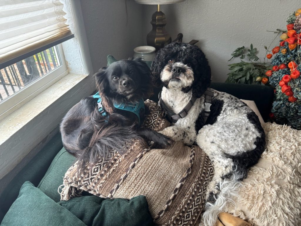 Two dogs lying down face to face