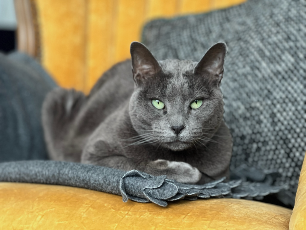 A gray cat lying down and giving a soul-piercing stare