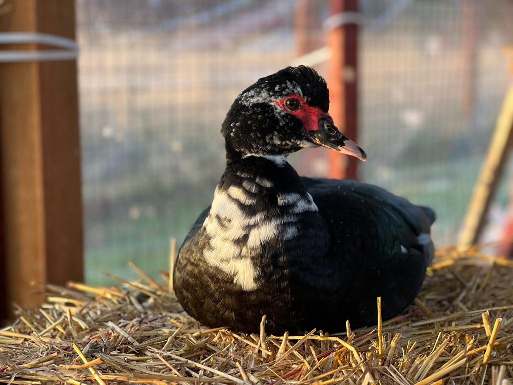 A chicken in a coop