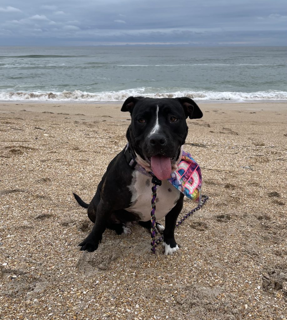 a dog at the beach in front of the ocean
