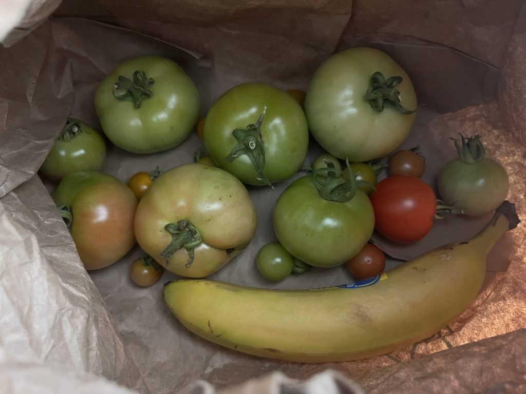 A dozen or so unripe tomatoes, still green mostly, inside a paper bag with a banana