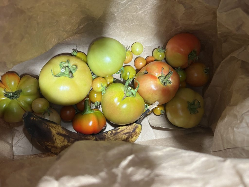 The dozen or so green tomatoes from the previous image, with more color and closer to ripe looking