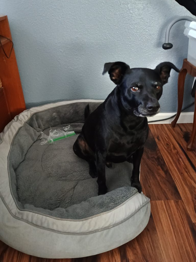 A dog with a guilty look on his face sitting in a dog bed with the remnants of a torn ziploc next to him