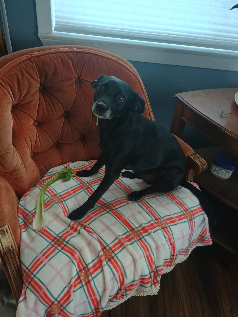 A dog sitting on a chair with a stalk of celery next to him