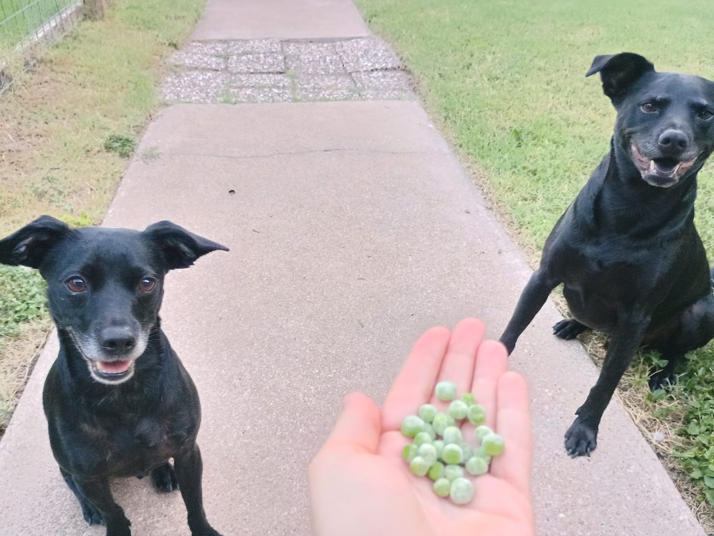 Two dogs excitedly waiting for a treat. In the foreground is a hand holding frozen peas, which are the treat