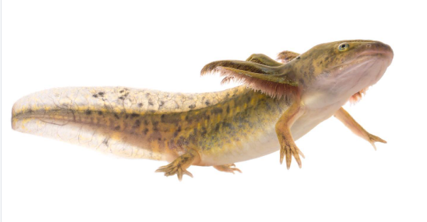 A photo of a tiger salamander larva, which looks like an axolotl