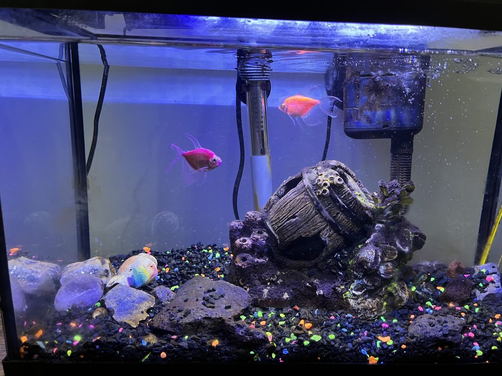 A fish tank with two fish inside